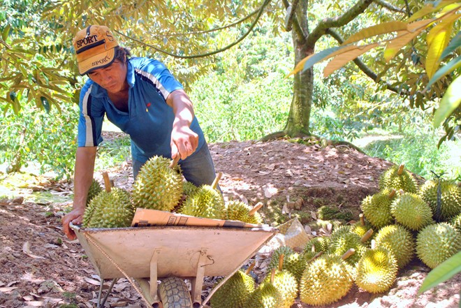 “Kingdom” of durians in harvesting season